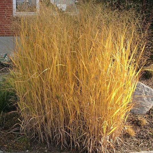 Panicum virgatum 'Thundercloud' - Thundercloud Switch Grass