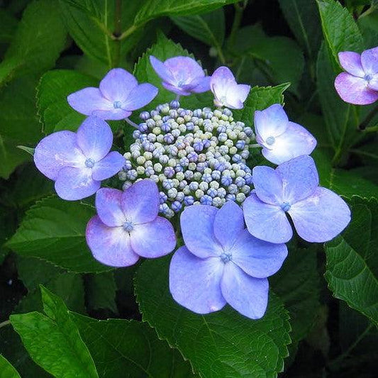 Hydrangea macrophylla 'Bailmacsix' - Endless Summer® Pop Star® Hydrangea