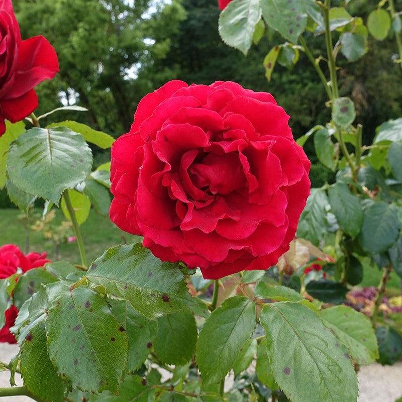 Rosa 'True Love' - True Love™ Rose