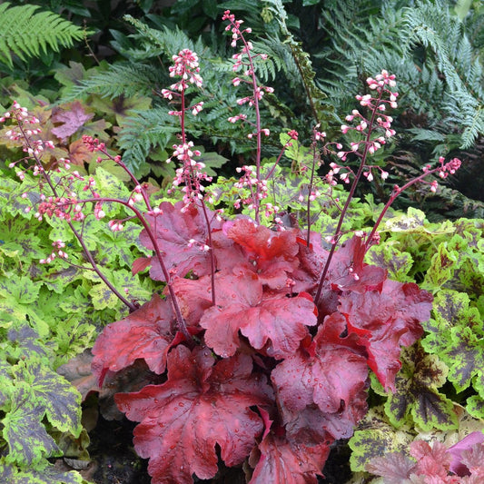 Heuchera x 'Fire Alarm' PP #24,525 - Fire Alarm Heuchera