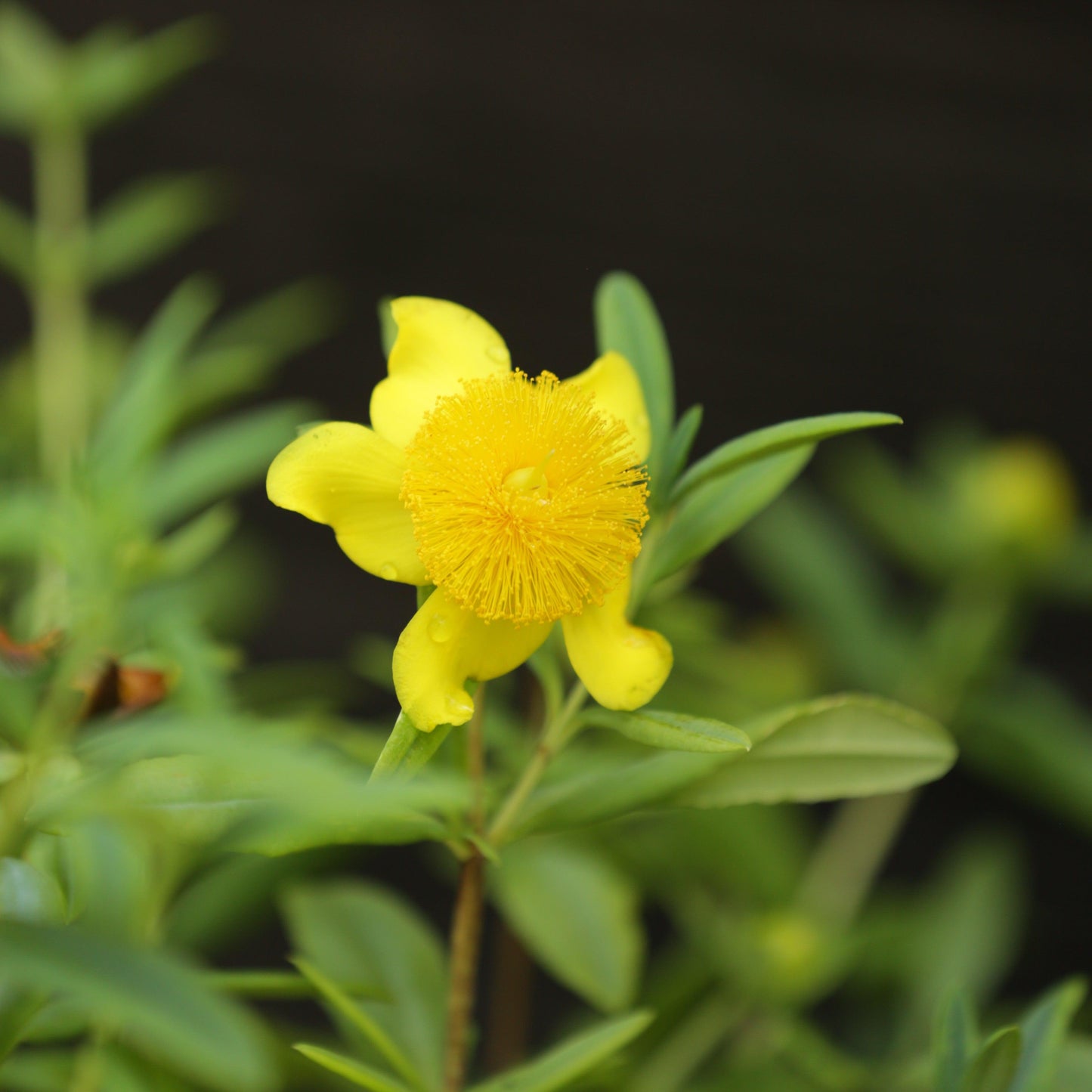Hypericum frondosum 'Sunburst' - Sunburst St. John's Wort