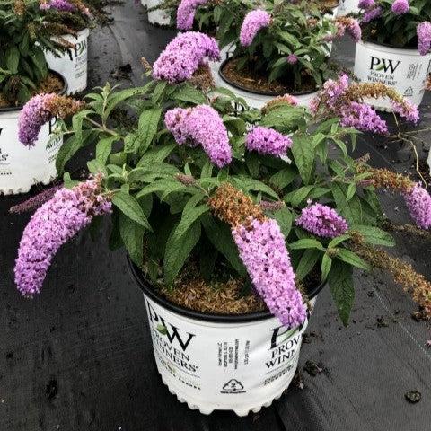Buddleia x 'SMNBDL' - Pugster® Amethyst Butterfly Bush