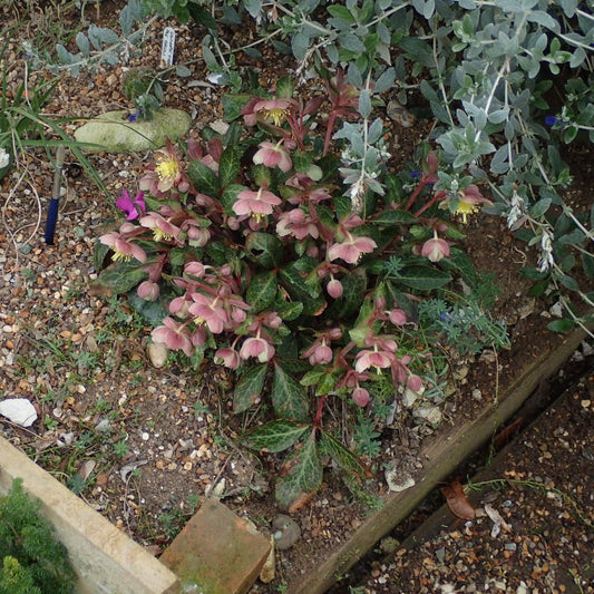 Helleborus x hybridus 'RD09' - FrostKiss™ Pippa's Purple Lenten Rose