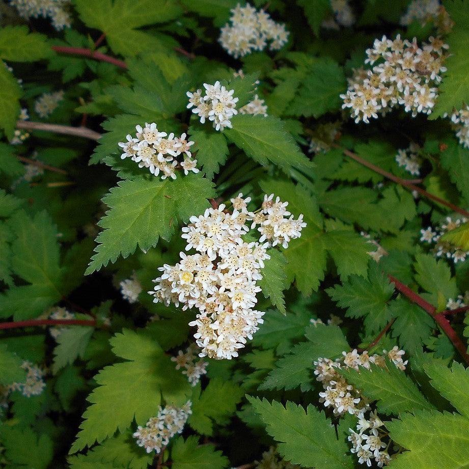 Stephanandra incisa 'Crispa' - Crispa Cutleaf Stephanandra