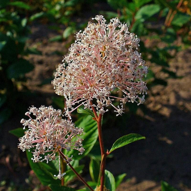 Ceanothus americanus - New Jersey Tea