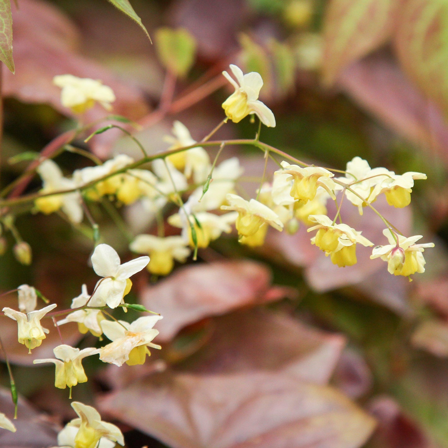 Epimedium versicolor 'Sulphureum' - Sulphureum Bishop's Hat
