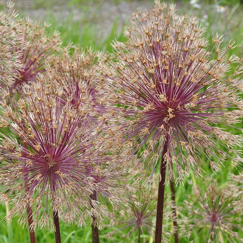 Allium 'Globemaster' - Globemaster Ornamental Onion