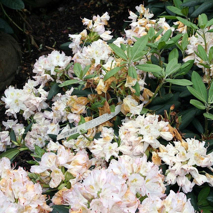 Rhododendron catawbiense 'Album' - White Catawba Rhododendron