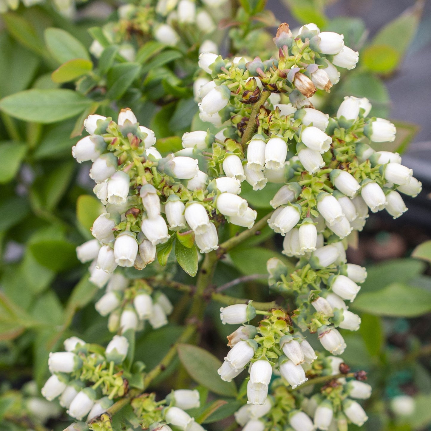 Vaccinium 'ORUS-61-1' - Bushel and Berry® Perpetua® Blueberry