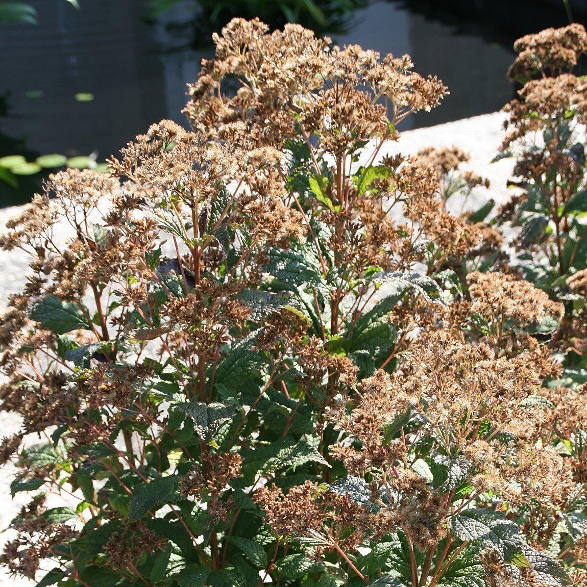 Eutrochium dubium 'Little Joe' - Little Joe Coastal Pye Weed
