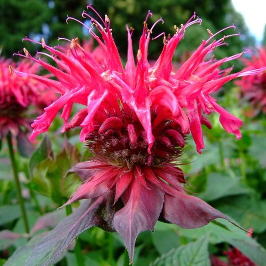 Monarda 'Cherry Pops' - Sugar Buzz® 'Cherry Pops' Bee Balm