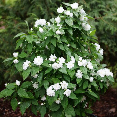 Philadelphus coronarius 'SMNPSDW' - Illuminati Spice® Mockorange