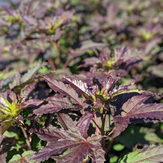 Hibiscus 'Midnight Marvel' - Midnight Marvel Red Leaf Hibiscus
