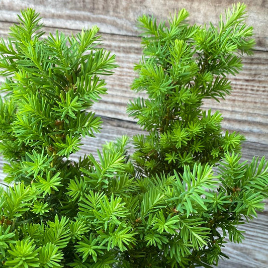 Taxus x media 'Densiformis' - Dense Spreading Yew