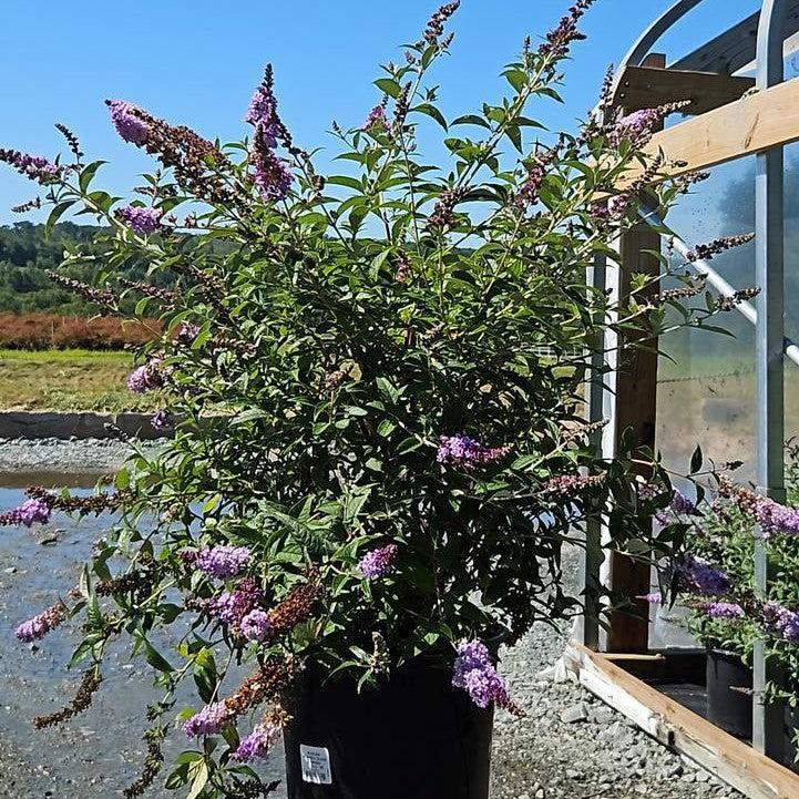 Buddleia 'Glass Slippers' PP27,832 - MONARCH® Glass Slippers Butterfly Bush