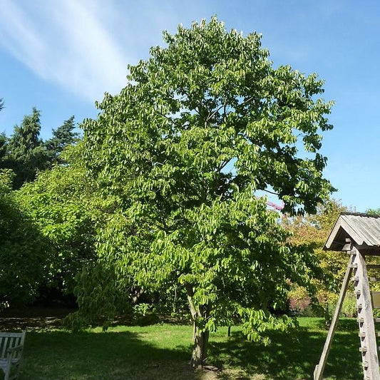 Diospyros virginiana - Persimmon