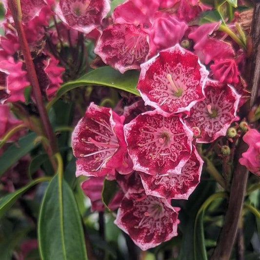 Kalmia latifolia 'Kaleidoscope' - Kaleidoscope Mountain Laurel