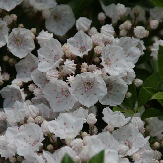 Kalmia latifolia 'Elf' - Elf Mountain Laurel
