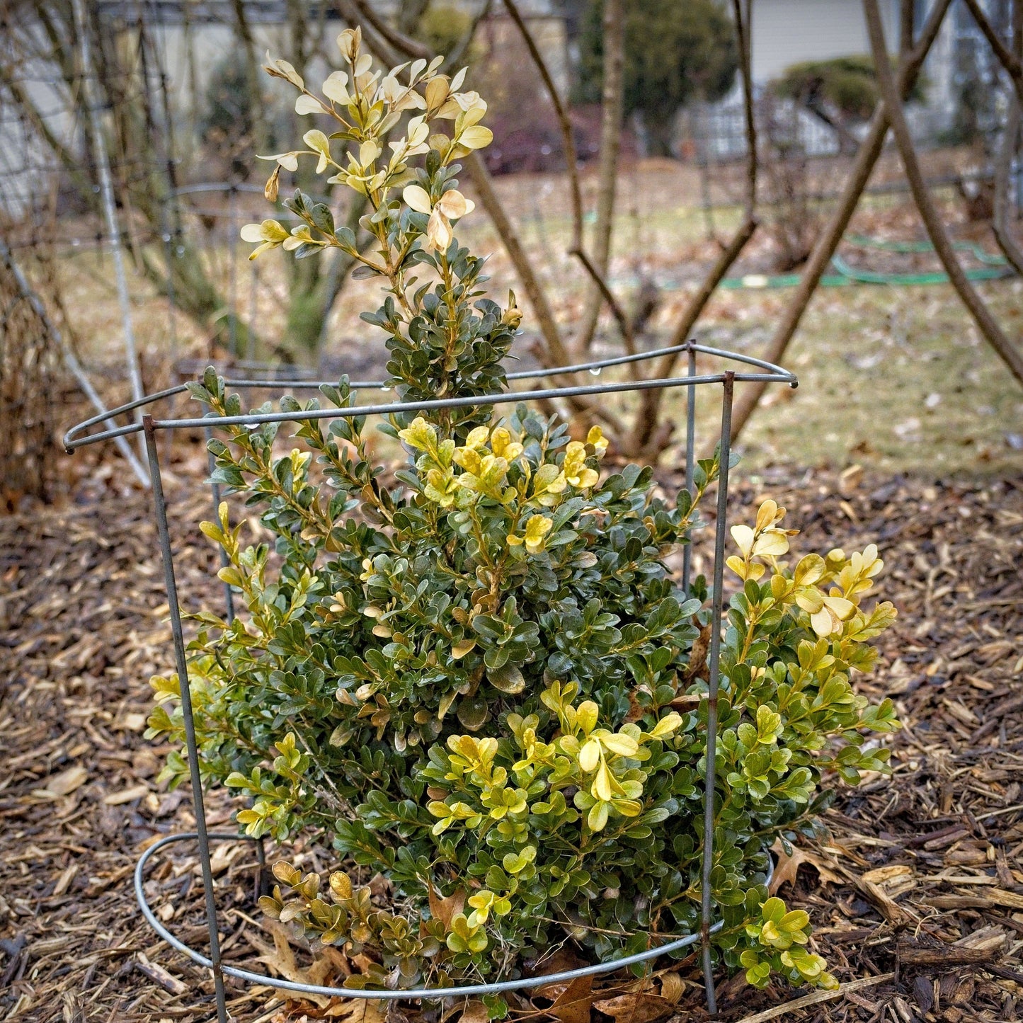 Buxus microphylla var. japonica 'Green Beauty' - Green Beauty Boxwood