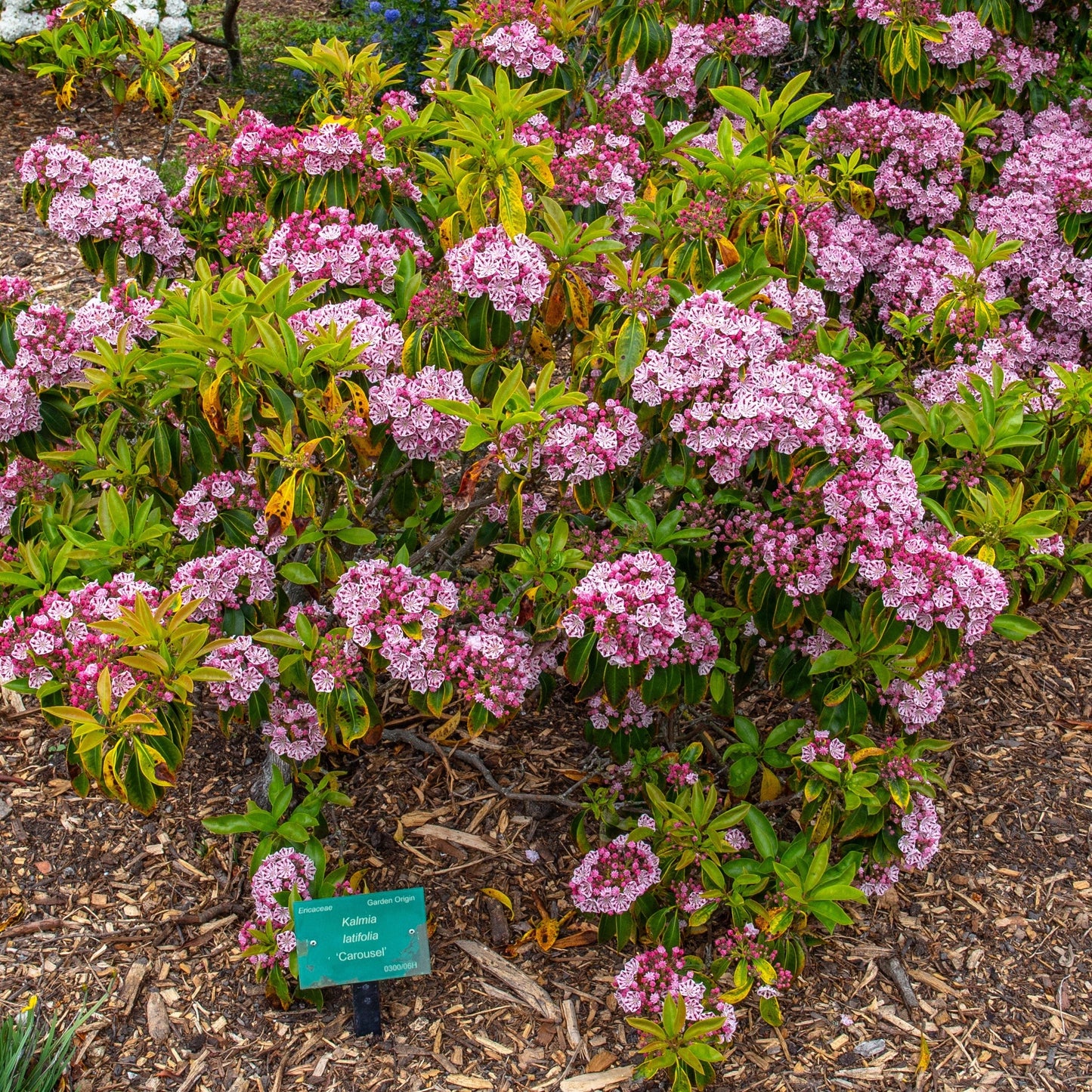 Kalmia latifolia 'Carousel' - Carousel Mountain Laurel