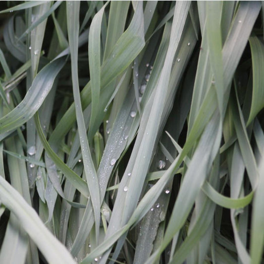 Carex laxiculmis 'Hobb' - Blue Bunny Sedge