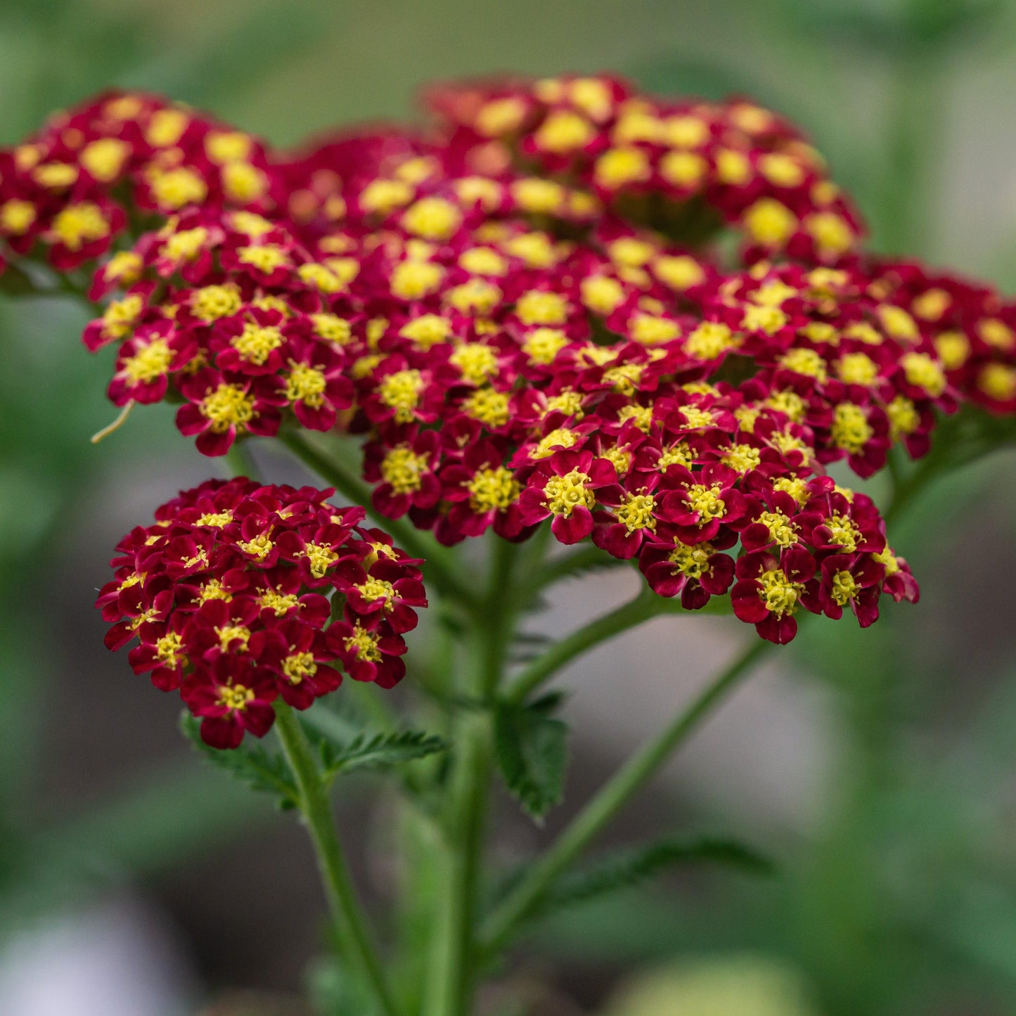 Achillea millefolium 'Strawberry Seduction' - Strawberry Seduction Yarrow