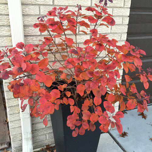 Cotinus coggygria 'NCCO1' - Winecraft Black® Smokebush