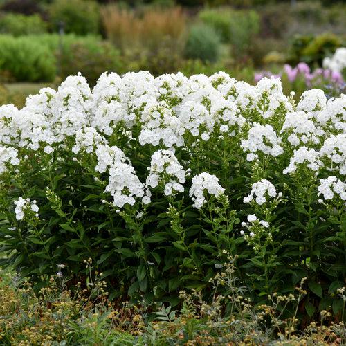 Phlox paniculata 'Luminary Backlight' - Luminary® Backlight Phlox
