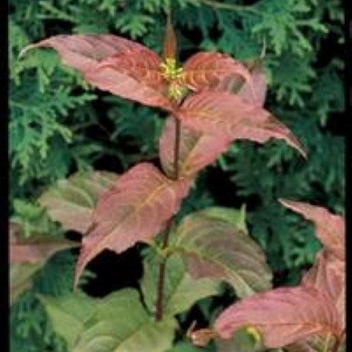 Diervilla lonicera 'Copper' - Copper Low Bush Honeysuckle