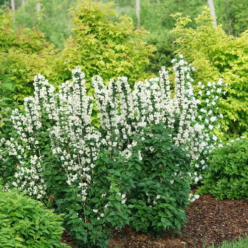 Philadelphus coronarius 'SMNPVG' - Illuminati Tower® Mockorange
