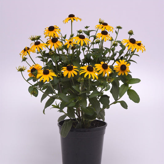 Rudbeckia fulgida var. sullivantii 'Gold Blitz' - Gold Blitz Black-Eyed Susan