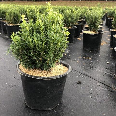 Buxus sinica var. insularis 'Franklin's Gem' - Franklin's Gem Korean Boxwood