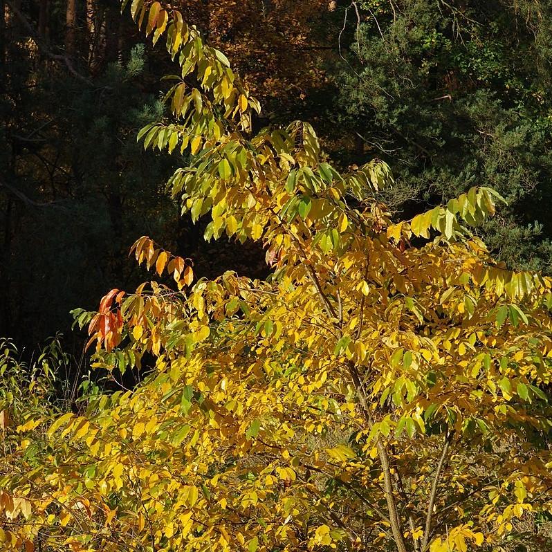 Prunus serotina - Black Cherry