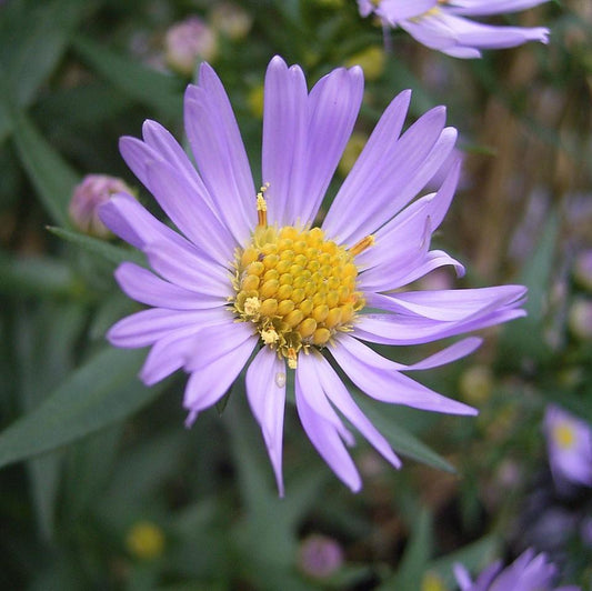 Aster novi-belgii - New York Aster