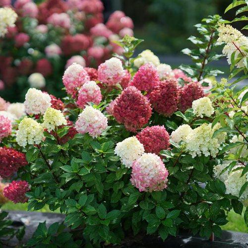 Hydrangea paniculata 'SMNHPH' PP33,207 - Proven Winners® Little Lime Punch® Hydrangea