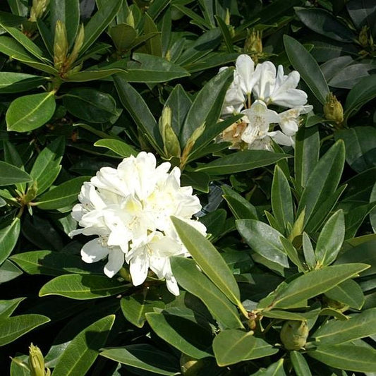Rhododendron catawbiense 'Chionoides' - Chionoides Rhododendron