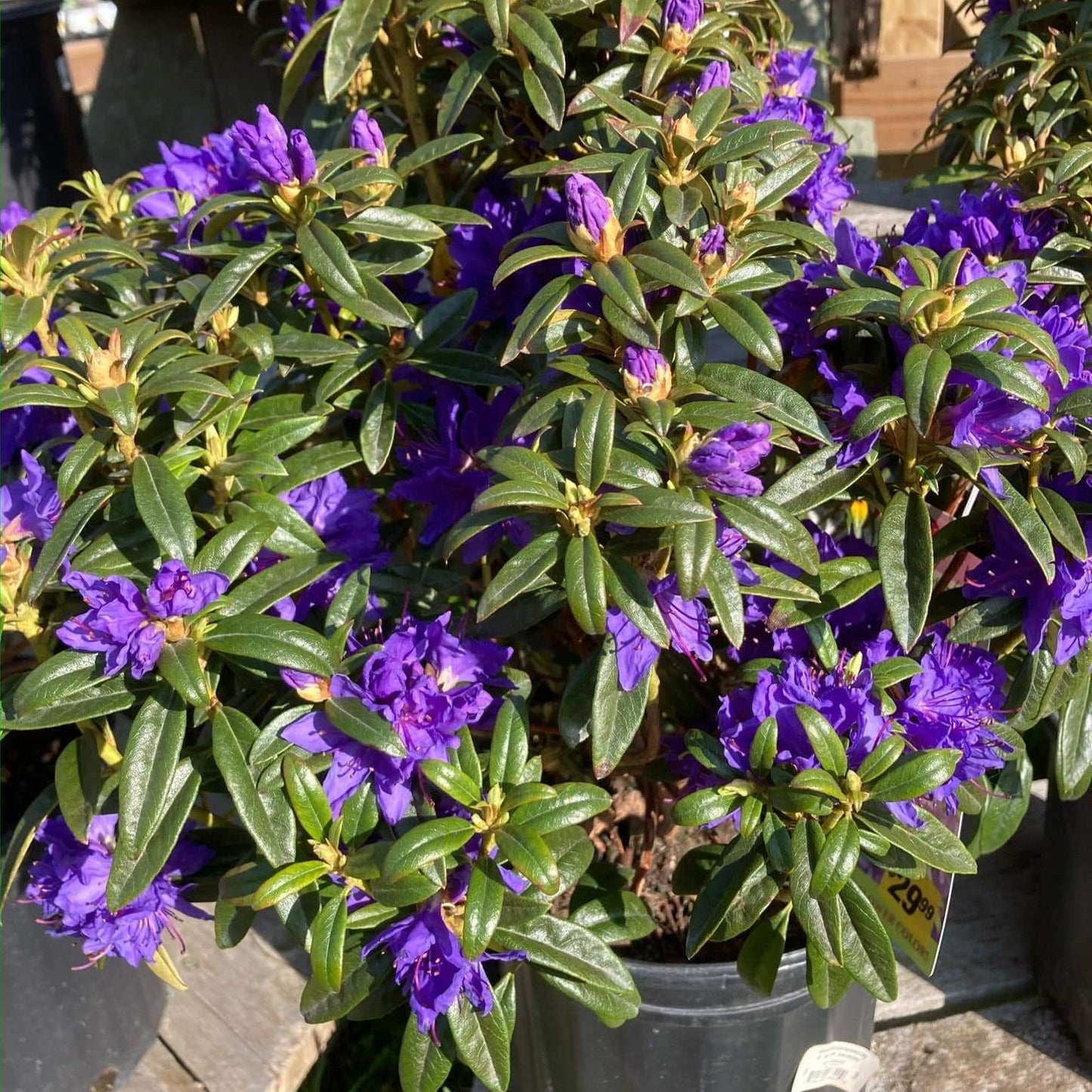 Rhododendron 'Blue Baron' - Blue Baron Rhododendron