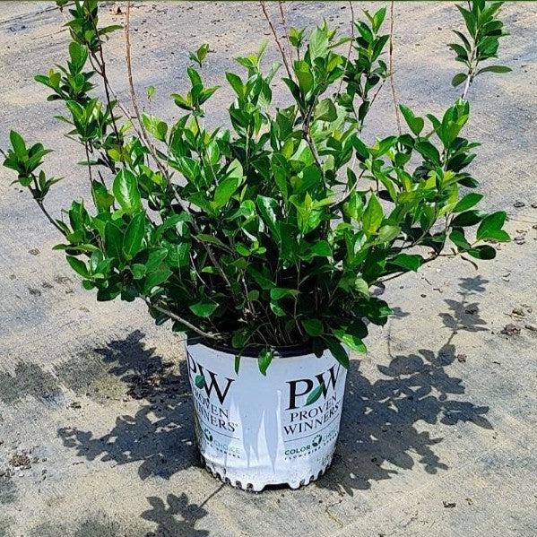 Aronia melanocarpa 'UCONNAM165' - PW® Low Scape Mound® Aronia