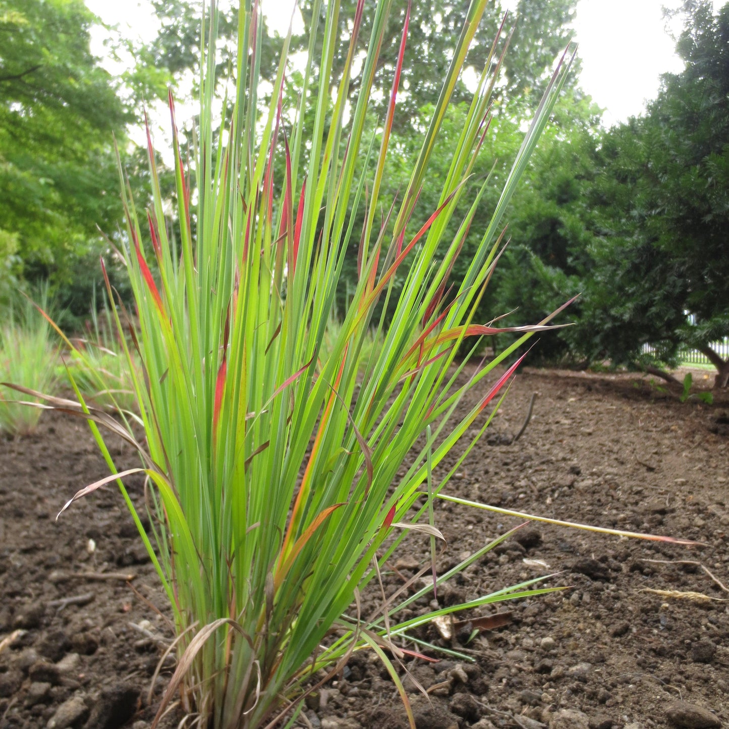 Schizachyrium scoparium 'Standing Ovation' - Standing Ovation Little Bluestem
