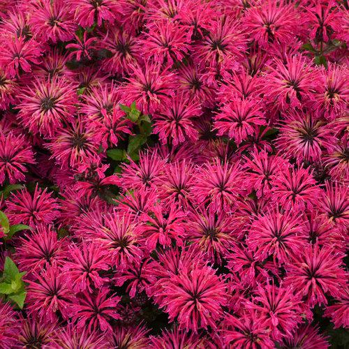 Monarda 'Leading Lady Razzberry' PP34130 - PW® Leading Lady Razzberry Bee Balm