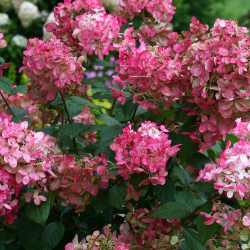 Hydrangea paniculata 'SMHPFL' PP25,135 - Fire Light® Hardy Hydrangea
