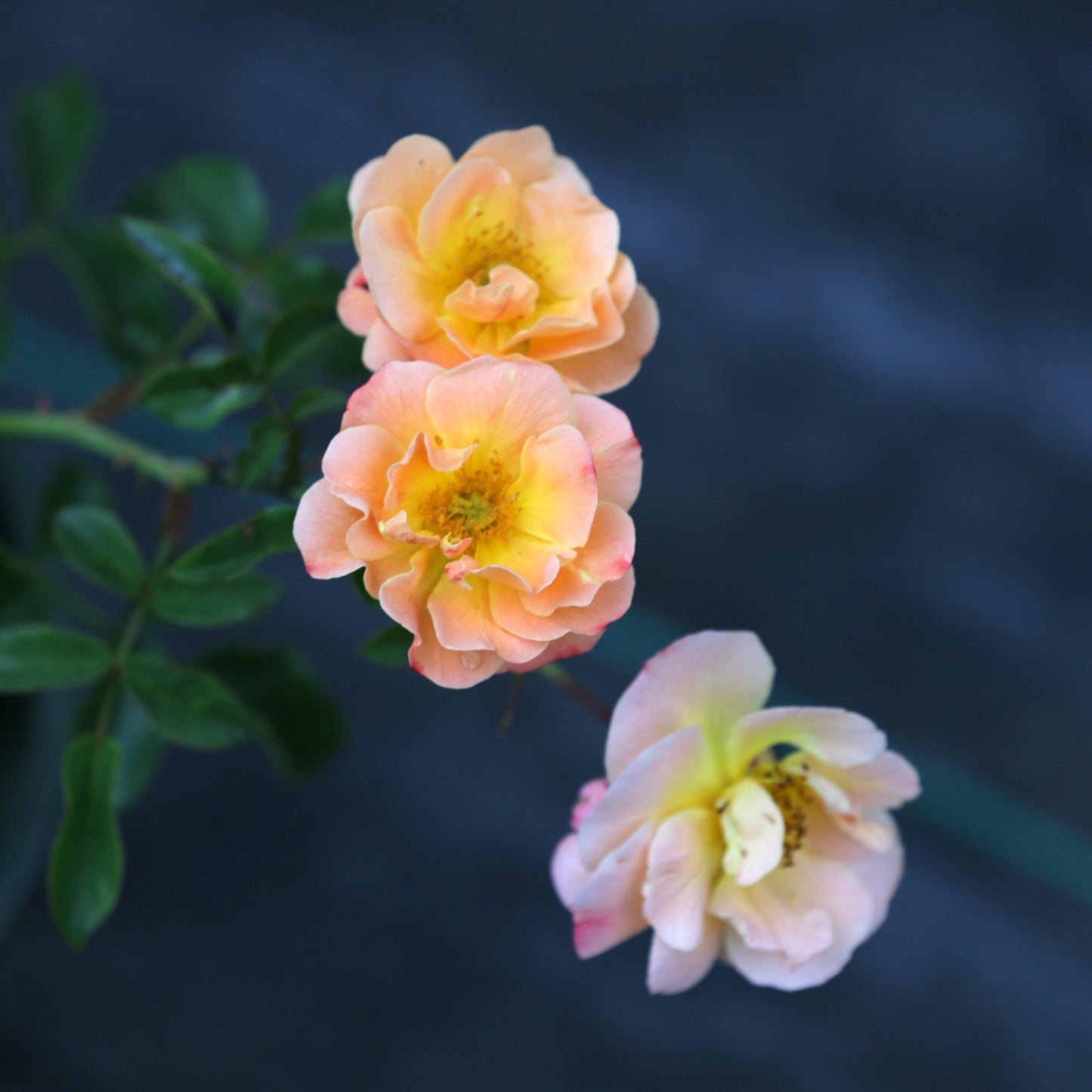 Rosa x 'NOA97400A' - Flower Carpet® Amber Rose
