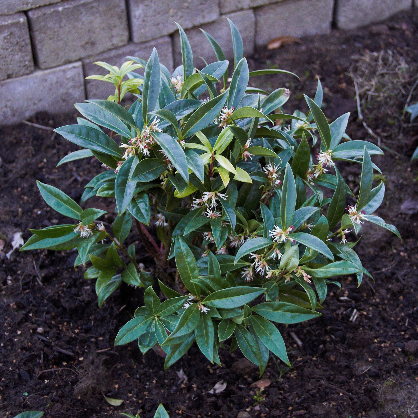 Sarcococca hookeriana var. humilis - Dwarf Sweetbox