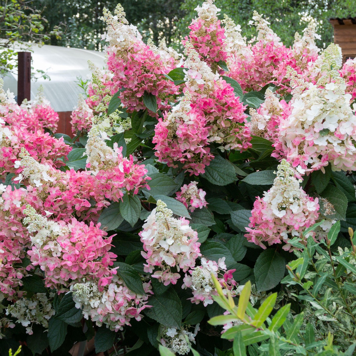 Hydrangea paniculata ‘Kolmavesu’ - Bloomin' Easy® Lava Lamp® Flare® Hydrangea
