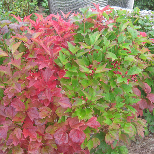 Viburnum trilobum ‘Wentworth’ - Wentworth Viburnum