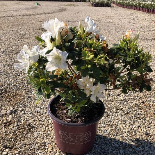 Rhododendron ‘Roblex’ - Encore® Autumn Lily™ Azalea
