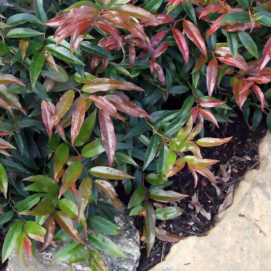 Leucothoe keiskei 'Opstal 50' - Burning Love™ Leucothoe