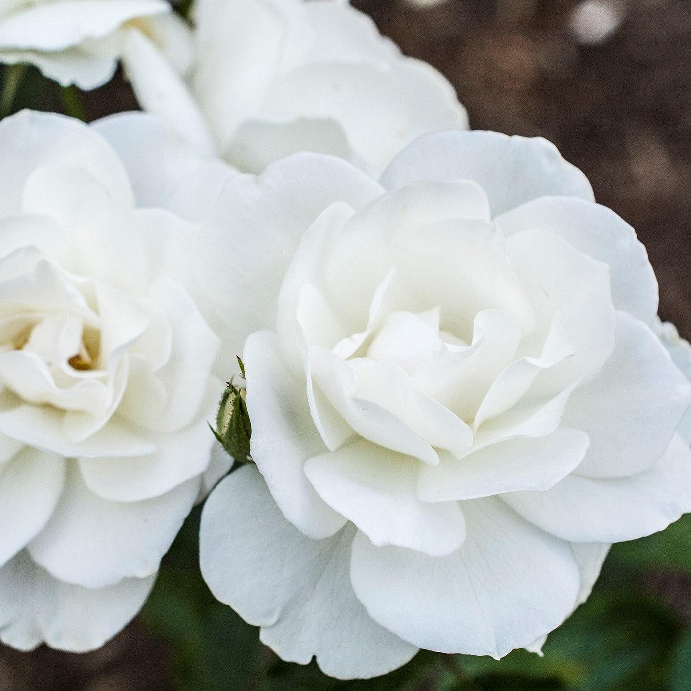 Rosa 'Korbin' - Iceberg Rose