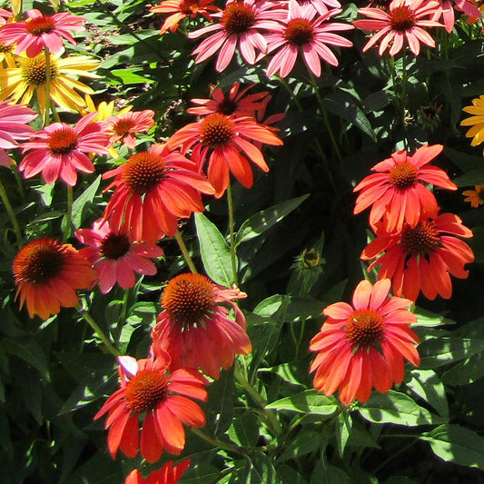 Echinacea 'Panama Red' - Panama® Red Coneflower