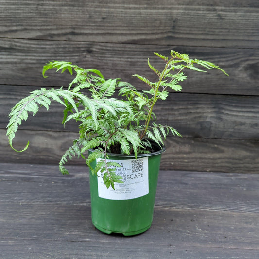 Athyrium niponicum var. pictum - Japanese Painted Fern